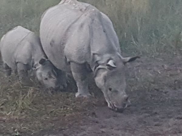 Single-horned rhinoceros